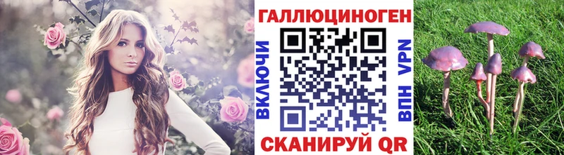 Купить где  Мураши  Псилоцибиновые грибы Magic Shrooms 